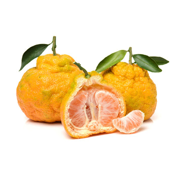 Ugli Fruit - Jamaican Tangelo | Exotic Fruits - Rare & Tropical Exotic Fruit Shop UK